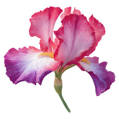 Iris balance in mood with flare concept. A vibrant iris flower with pink and white petals on a green stem.