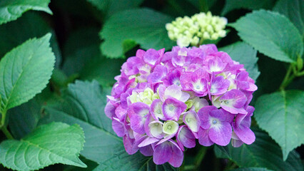濃い紫の紫陽花と緑【梅雨の風景】