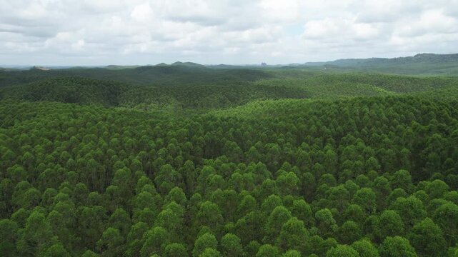 Aerial view Kalimantan forest. Forest with a road in the middle to get to the capital city of Indonesia "Ibu Kota Nusantara" (IKN)