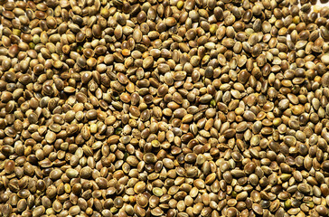 Natural Background of Dried Hemp Seed. Cannabis Plant Seed as Texture. Healthy Nutrition and...
