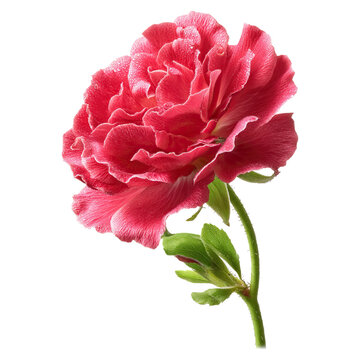 Centifolia rose with floral tempo concept. A vibrant pink flower showcasing delicate petals and green leaves.
