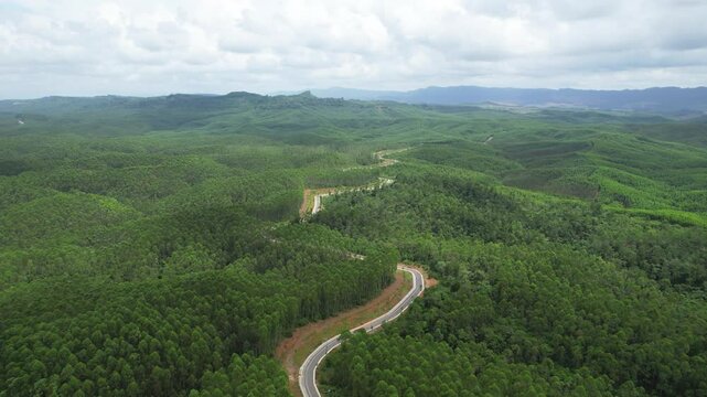 Aerial view Kalimantan forest. Forest with a road in the middle to get to the capital city of Indonesia "Ibu Kota Nusantara" (IKN)