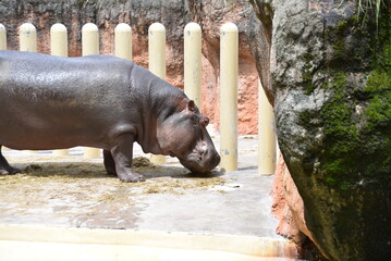 動物園で展示されている大きなカバ
