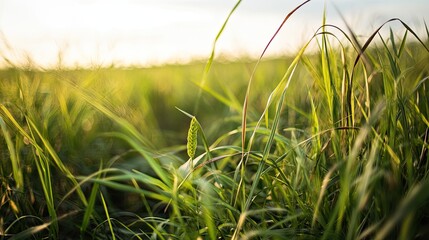 Fototapeta premium Sunset Meadow Grass Closeup.