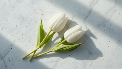 Two elegant white tulips cast soft shadows on a marble surface