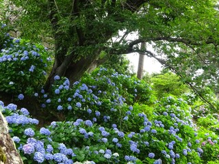 紫陽花のある風景