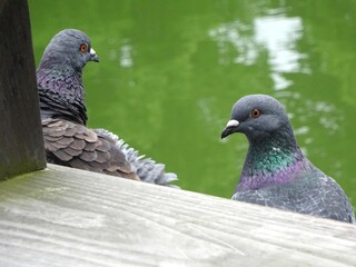小田原城のハト