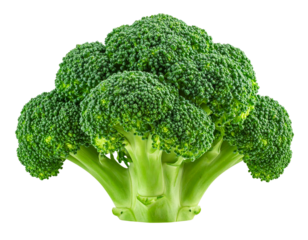  “Single Fresh Broccoli Head with Thick Stem, Isolated PNG”.