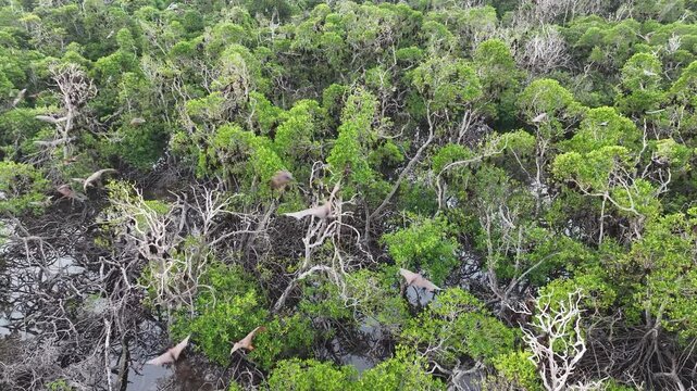 Sunda fruit bats, Acerodon mackloti, fly over an extensive mangrove forest on an island near Flores where their colony roosts. These large bats are considered a vulnerable species by the IUCN.