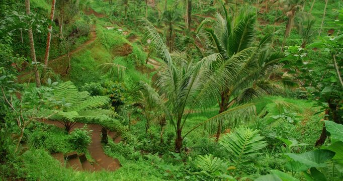 Dense green rice terraces and paths meander through jungle in tropical Bali