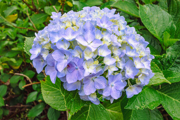 かわいい紫陽花5