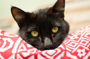 portrait of a cat