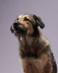 A mixed breed dog sits attentively against a gray background, looking slightly sideways. Its wavy...