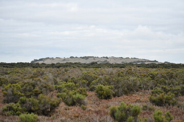 Tortoise Head French Island Australia