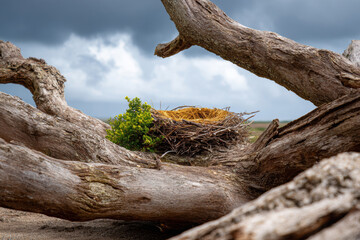 Empty bird's nest resting in a lifeless tree beneath gray clouds