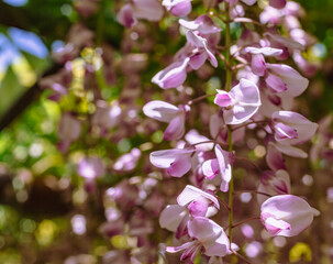 長泉寺　骨波田の藤棚の藤67