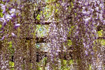 長泉寺　骨波田の藤棚の藤24