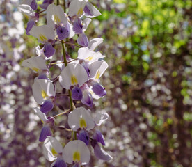 長泉寺　骨波田の藤棚の藤10