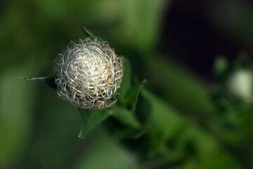 Besketflower seed pod