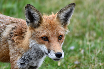 Obraz premium Fox In The Meadow
