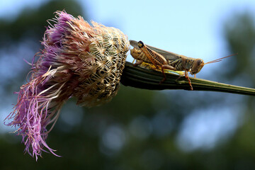 Closeup of a grasshopper on a basketflower