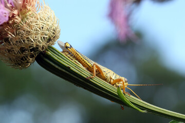 Closeup of a grasshopper on a basketflower