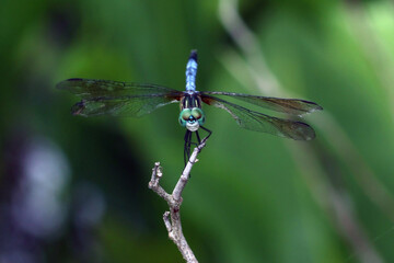 Closeup of a blue dragonfly on a branch
