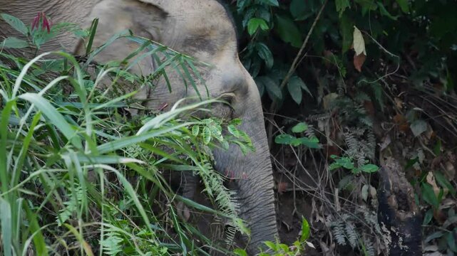 wild pygmy elephant with baby crossing muddy river in Borneo