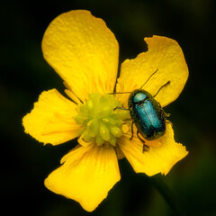 Macrophotography of a blue Leaf Beetle (Cryptocephalus sericeus) on a yellow flower.
