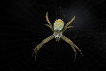 Neoscona orb-weaver spider – macro of garden spider on web a member of the orb-weaver family,...