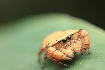 Phidippus pius jumping spider – macro close-up with iridescent chelicerae a charismatic species of jumping spider from the Salticidae family. Known for its excellent vision, bold behavior. 