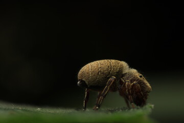 Phidippus pius jumping spider – macro close-up with iridescent chelicerae a charismatic species...
