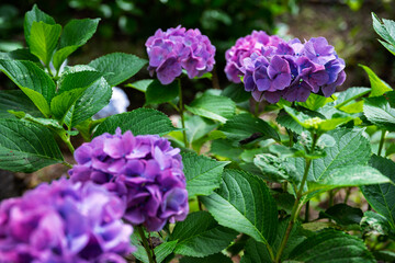 梅雨に咲く紫陽花