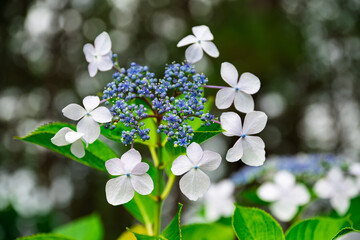 青いガクアジサイ