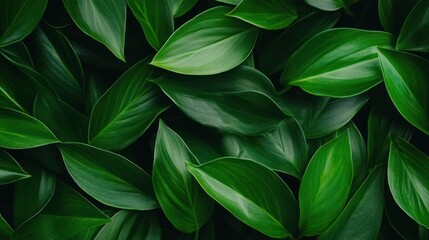 Obraz premium Green leaves background texture