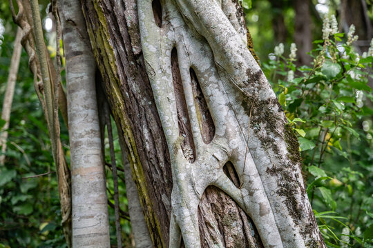 Strangler fig / Ficus with Eucalyptus / gum trees，Makiki Valley Loop Trail, Honolulu, Oahu, Hawaii