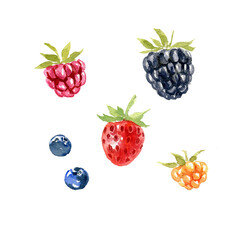 watercolor drawing green leaves and red berries of raspberry isolated at white background, hand drawn realistic botanical illustration