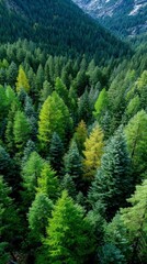 Obraz premium Autumnal Forest Aerial Lush Green Gold Coniferous Trees