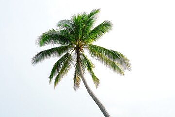 Single upward view of a coconut palm tree against a bright white sky