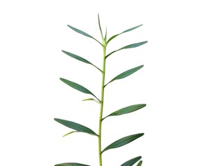 Green leaves isolated on white background