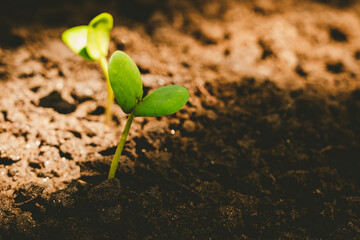 A delicate green sprout emerges from fertile soil, symbolizing new life, growth, and hope in nature—capturing the essence of sustainability, freshness, and environmental renewal.
