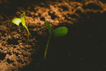 A delicate green sprout emerges from fertile soil, symbolizing new life, growth, and hope in...