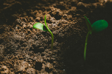 A delicate green sprout emerges from fertile soil, symbolizing new life, growth, and hope in...