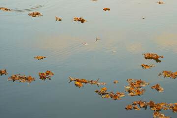 Autumn dry oak leaves on the surface of the water