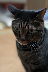 床に座っているブラウンタビーの猫