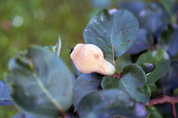 young quince fruit