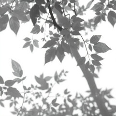 Fototapeta premium shadow overlay effect. Gray shadow of leaves isolated on white background. Plant foliage leaf shadow light effect. Mockup Blurred tree branch shadow. Ideal for summer spring design elements PNG