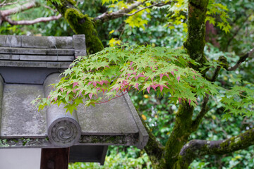 秋の気配を感じる妙心寺境内の楓