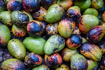 Mangoes fallen in the forest，Mangifera indica, mango, is an evergreen species of flowering plant in the family Anacardiaceae. It is a large fruit tree, Makiki Valley Trail, Honolulu, Oahu, Hawaii