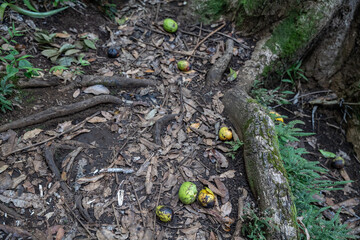 Mangoes fallen in the forest，Mangifera indica, mango, is an evergreen species of flowering plant in the family Anacardiaceae. It is a large fruit tree, Makiki Valley Trail, Honolulu, Oahu, Hawaii